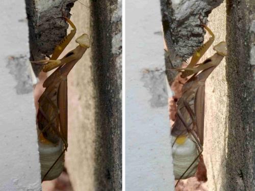 Mantis religiosa
